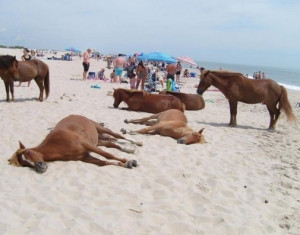 cavalli selvaggi che condividono la spiaggia immaginidivertenti.org