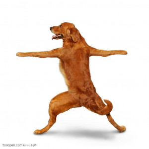 身体直立做瑜伽动作的小狗 (jpg)
