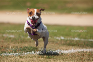 Images Dog The Grass Photo