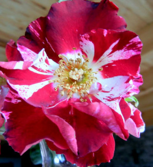 nature, Shropshire Lad, David Austin, Gold Flame honeysuckle, quotes ...