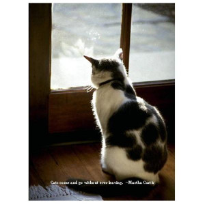Sympathy Quotes Loss of Cat