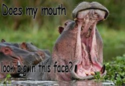 funny hippo caption