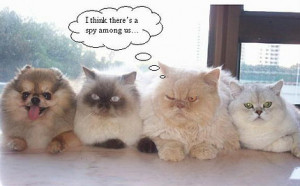 Funny Cats!!! Pick One.