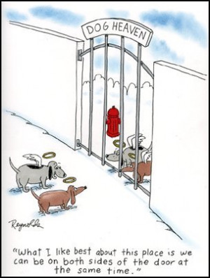 Gallery of dogs wearing shawls .