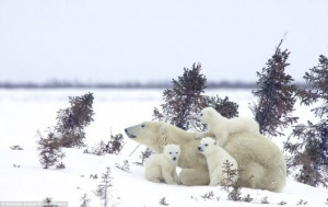 ... with their mother at Wapusk National Park near Manitoba, Canada