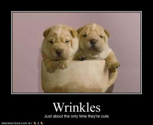 IRL Picture Gallery | other-macros | cute-puppy-pictures-wrinkles-cute