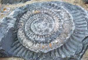 fossil ammonite these creatures are now extinct this ammonite fossil