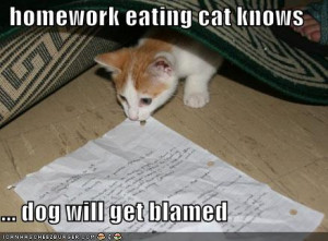 ... _homework_eating_cat_Funny_cats_and_dogs_pics-s438x324-49243-580.jpg