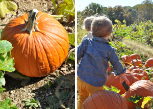 pumpkin-picking