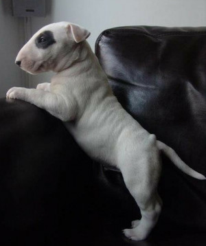 have an unnatural obsession with baby bull terriers. Something about ...