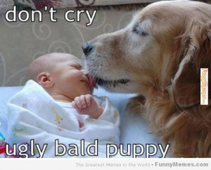 Cute memes – [Ugly bald puppy]