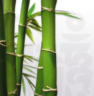 Invasive Bamboo