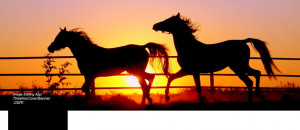 Horse running on sunset Facebook cover