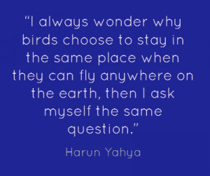 ... Birds Choose To Stay In The Same Place When They Can Fly - Birds Quote
