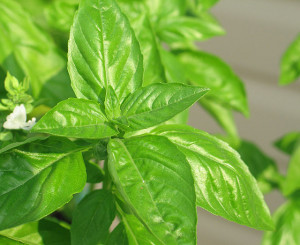 Picture 1 – Basil