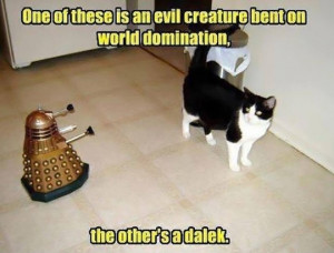 ... Pictures funny pictures evil genius cat is excited about his creation