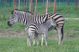 Rvena Italia Zebre Zoo Safari Ravenna