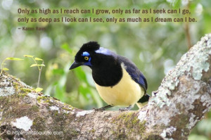 Quotes And Sayings About Birds. QuotesGram