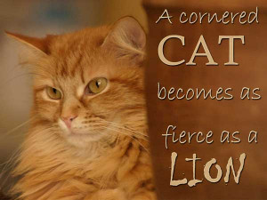 Cat Image Quotes And Sayings