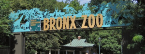 The Bronx Zoo Source Flickr