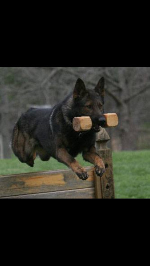 ... , Animals Pet, Breeds, K9 Training, German Shepherd Training, K9S