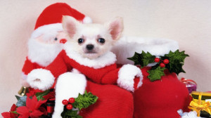 Cute Christmas Puppies