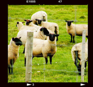 Shepherding the Sheep