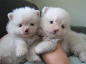 Tiny White Pomeranian Puppies