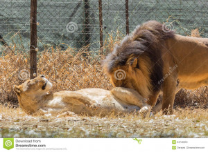 ... lion and lioness love displaying 17 images for lion and lioness love