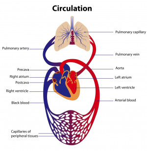 Wolves Circulatory System