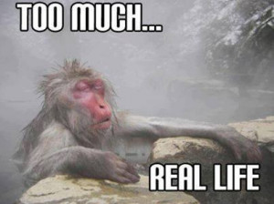 Funny wet monkey - Image