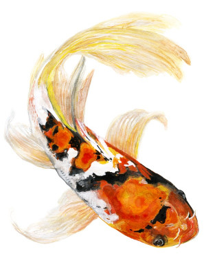 Butterfly Koi fish watercolor painting