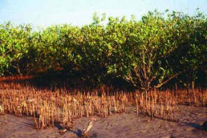 Mangroves vital for mitigating impact of disasters'