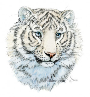 White Tiger Sketch