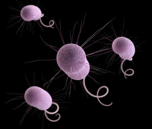 ... antibiotic overuse has led to the emergence of drug-resistant