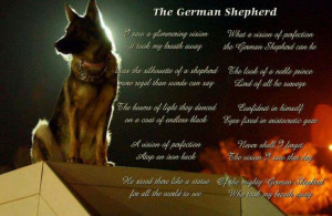 so amazing German Shepherd Dog German Shepherd Dogs, German Shepherd ...