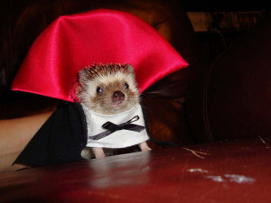 Hedgehog in Halloween costume
