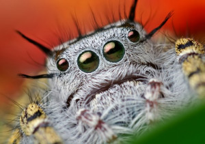 cute funny jumping spider pictures