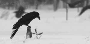 quote birds black bird animated gif raven Wings mythology ravens Crows ...