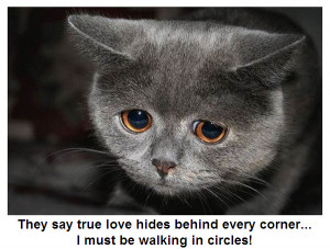 Cute Cat Pictures With Sayings