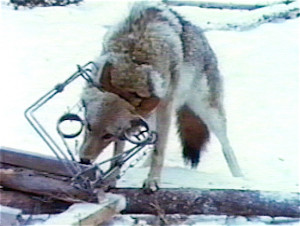 wildlife services viciously destroys massive numbers of coyotes every ...
