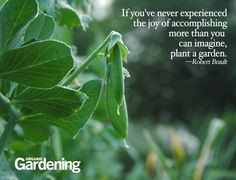 vegetable garden gardens beds organic gardening gardens ideas gardens ...