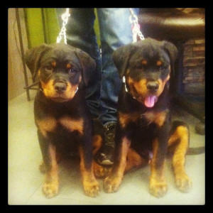 too cute rottweiler puppies