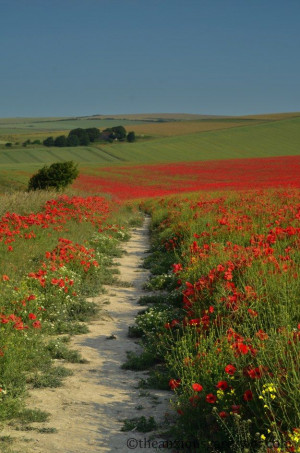 walk through annual poppies in the English countryside, ABSOLUTELY ...