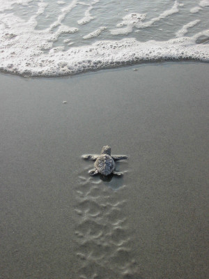 Baby sea turtle leaving DeBordieu Beach