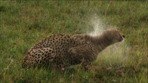Prey-Catching, Cheetah, Shaking, Tanzania, Wet, Cleansing (Animal ...
