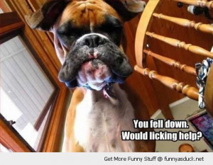boxer dog animal looking you fell down licking help funny pics ...