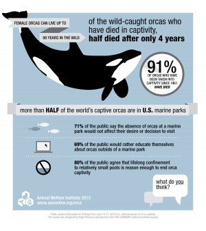 Infographic for Orcas in Captivity