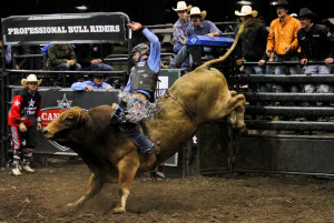 ... riding bullrider rodeo western cowboy extreme cow (9)_JPG wallpaper