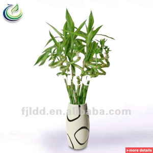 Lucky Bamboo Plants Sale